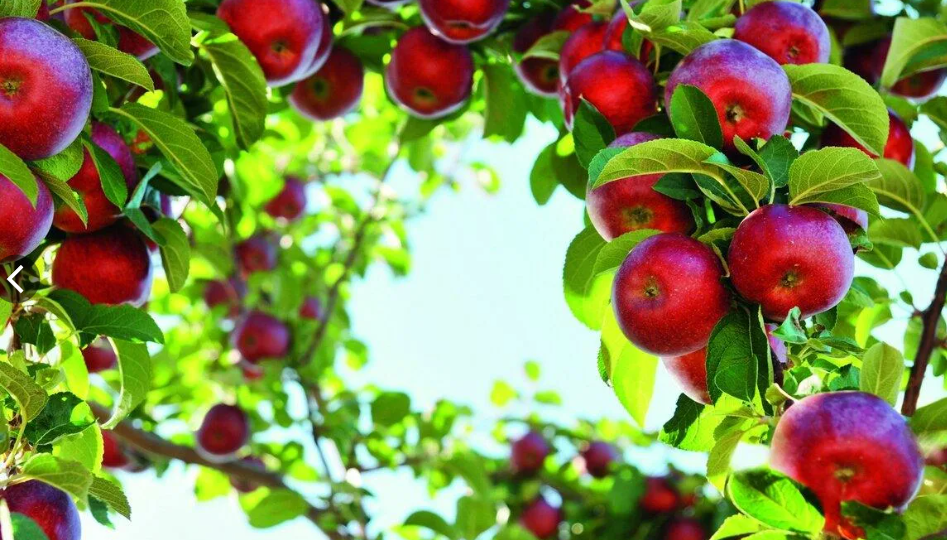 Как снизить крону дерева обрезкой: делайте это летом!