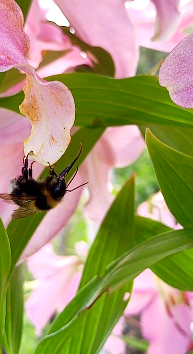 Шмель на лилии чистит свой ротовой аппарат, втягивая и вытягия язычок из хоботка.