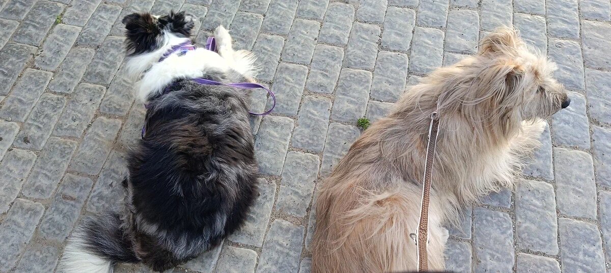 Оушен и Сильвер, ждут пока мы купим предпутешественную шаурму