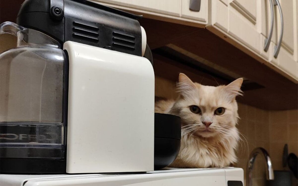    Воронежцы с котами привлекательнее, чем без – исследование