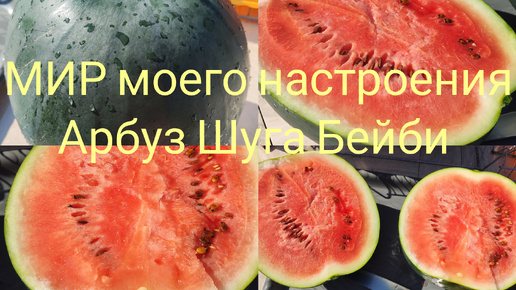 08.08.24 Арбуз 🍉 Шуга Бейби супер сладкий 👍