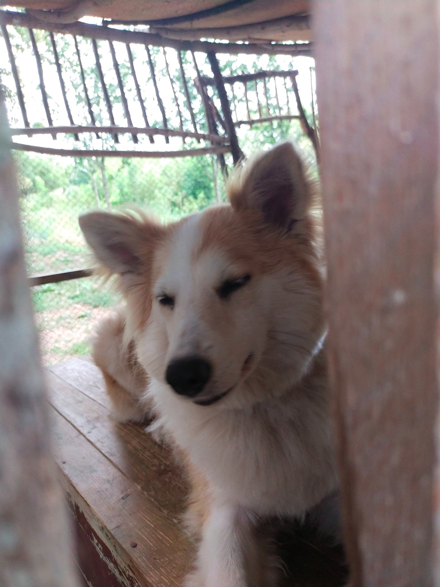 В нашем корме ( Мираторг), слава богу, пока ничего не находили. Надеюсь, все будет хорошо и ситуация с кормами устаканится. 