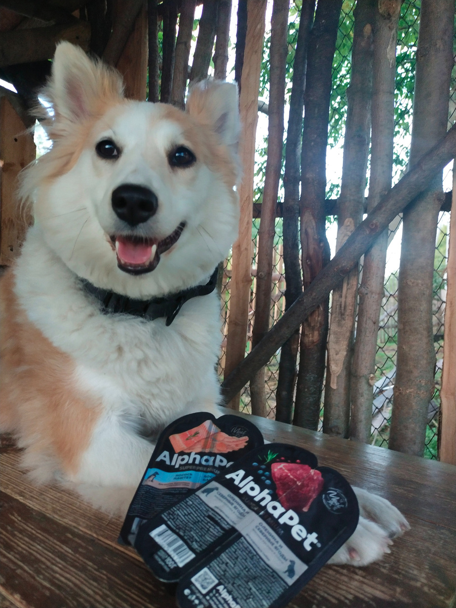 Моя собака Свима с влажными кормами " AlphaPet ®". Купили как лакомство. 