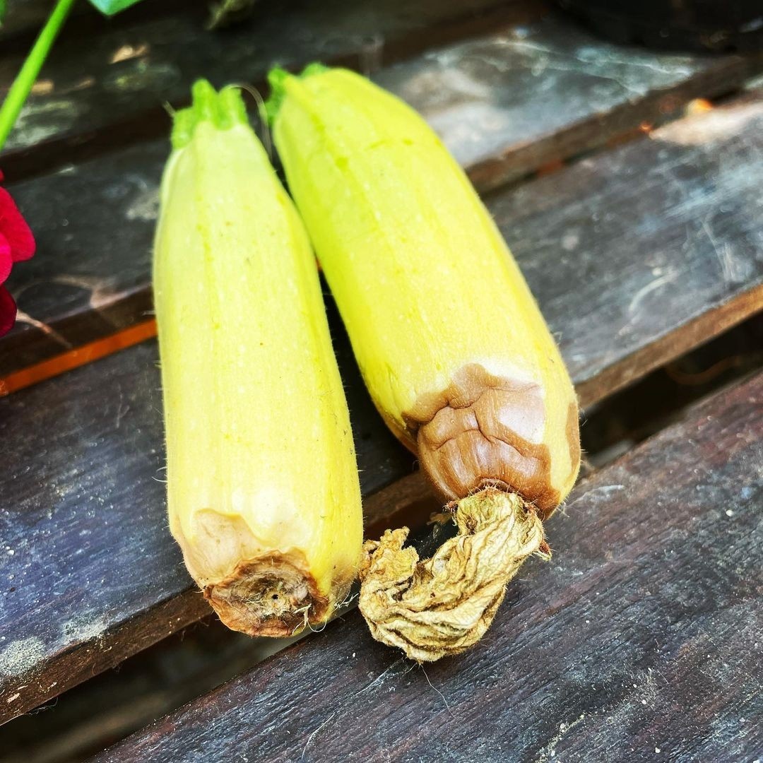    Соцсети блогера dachnitsanavolge