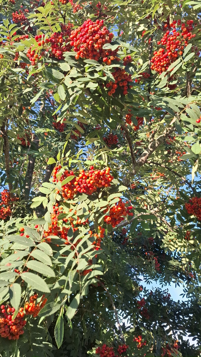Ягоды крупные, кисти тяжёлые, ветки низко наклонились.
