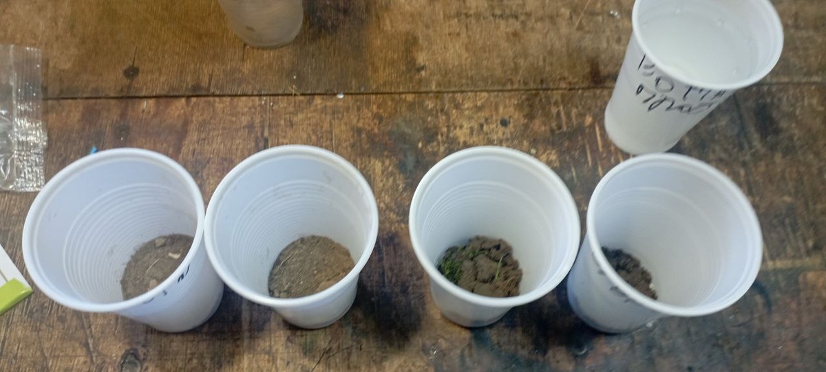 Насыпал землю в стаканы