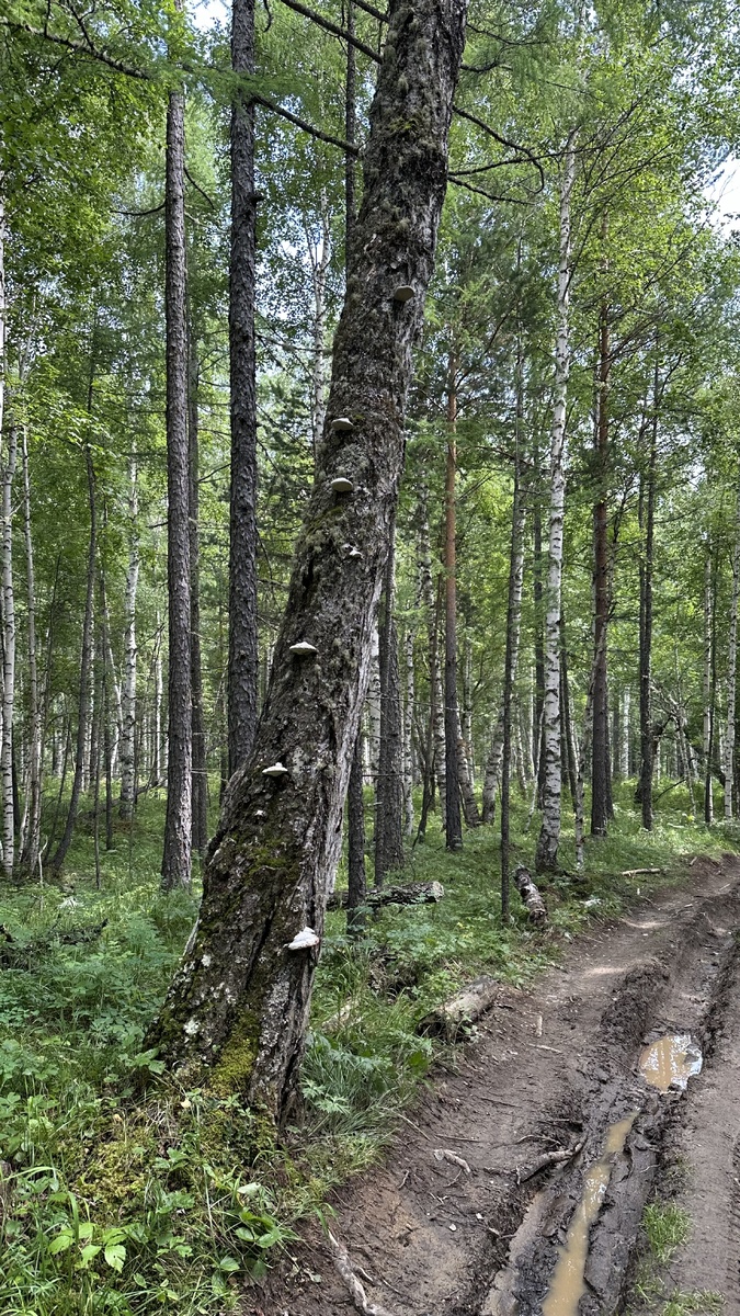 Сначала идем по ровному комфортному лесочку