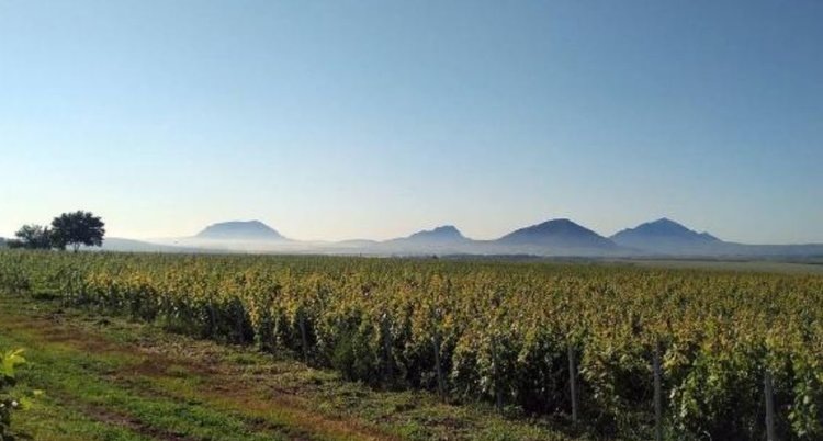    Органическое вино ставропольской винодельни из сорта Цимлянский Черный отмечено Роскачеством
