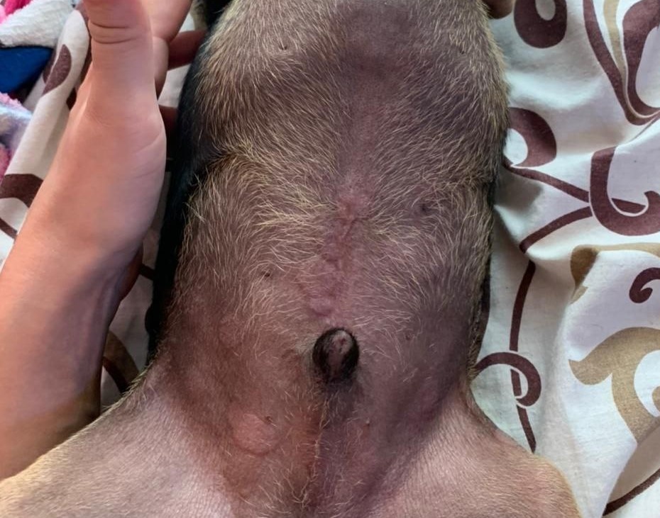 Той-терьер, покусанный комарами. На бесшерстных участках живота четко видны места укусов 