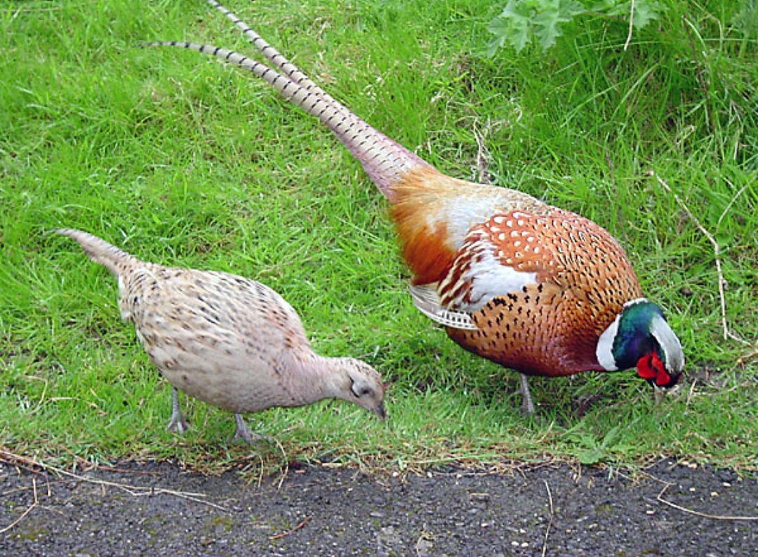 Самка и самец кольчатого фазана (подвид обыкновенного — Phasianus colchicus torquatus) с осветлённым оперением