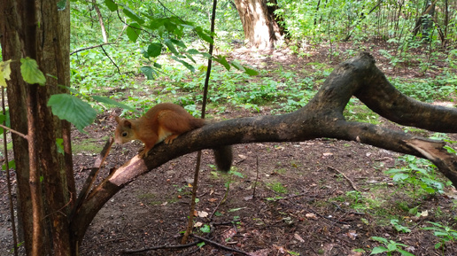 🐿️ Осторожно! Много белок!🐿️🐿️🐿️