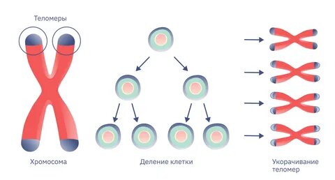 В стареющем организме деление происходит всё реже и реже.
