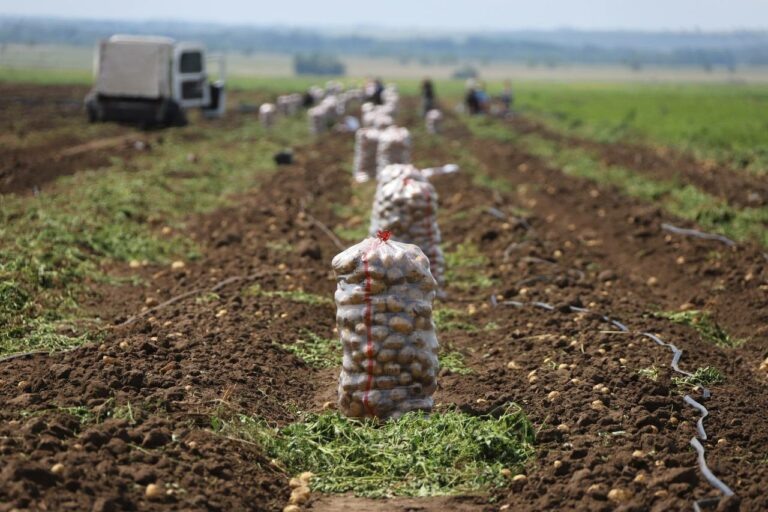    Денис Паслер сообщил о ходе уборочной в Оренбуржье Белов Михаил Александрович