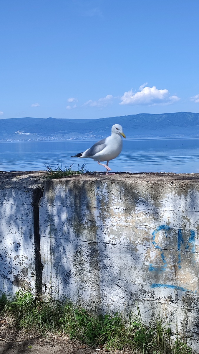 Вот такие огромные чайки тусуются в Слюдянке. Фото принадлежит автору. 