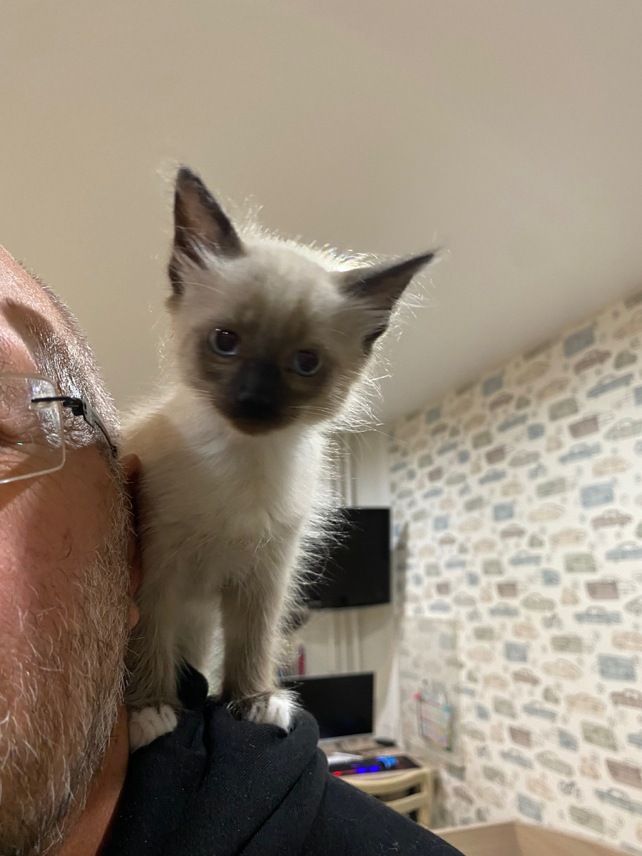 Оседлала папу в первый же день.