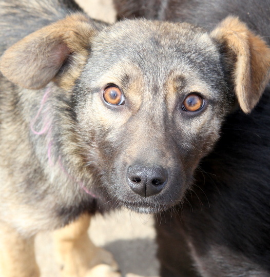 Подобрали щенка и поняли, пристроить его будет почти невозможно. И выход был только один