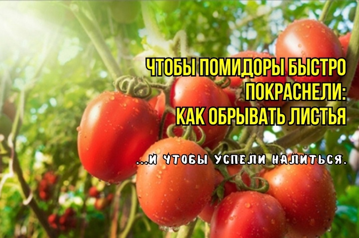 Вот как обрывают листья на томатах в теплице, чтобы быстро покраснели: 3 тонкости. И чтобы налились быстро: век живи, век учись