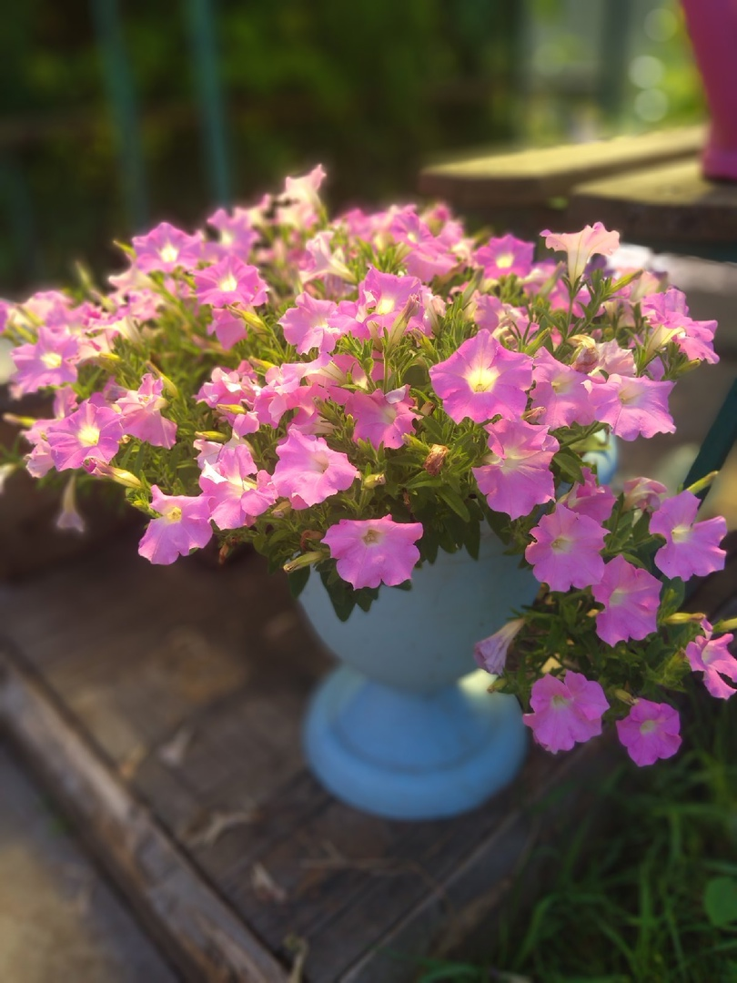 Пикколино розовая.