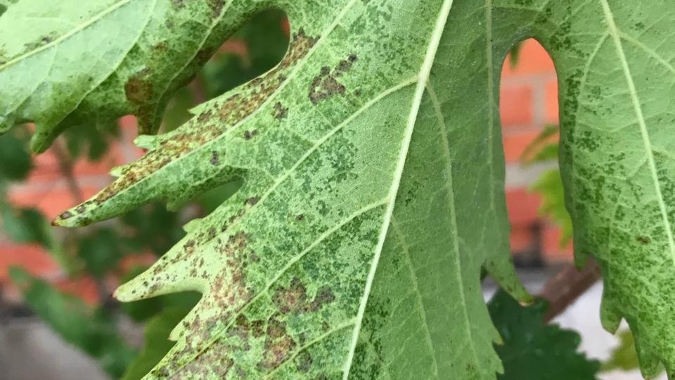 "Подскажите что с виноградом и что делать?"