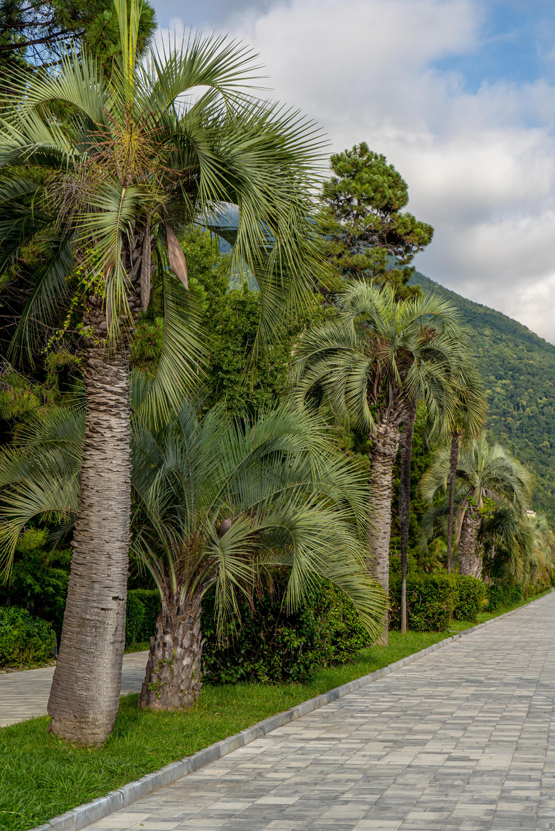 Гагрская набережная