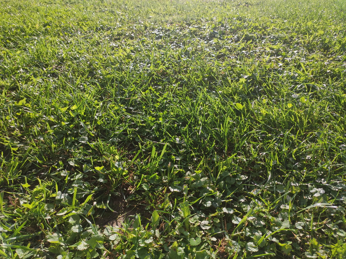 Мой луговой газон