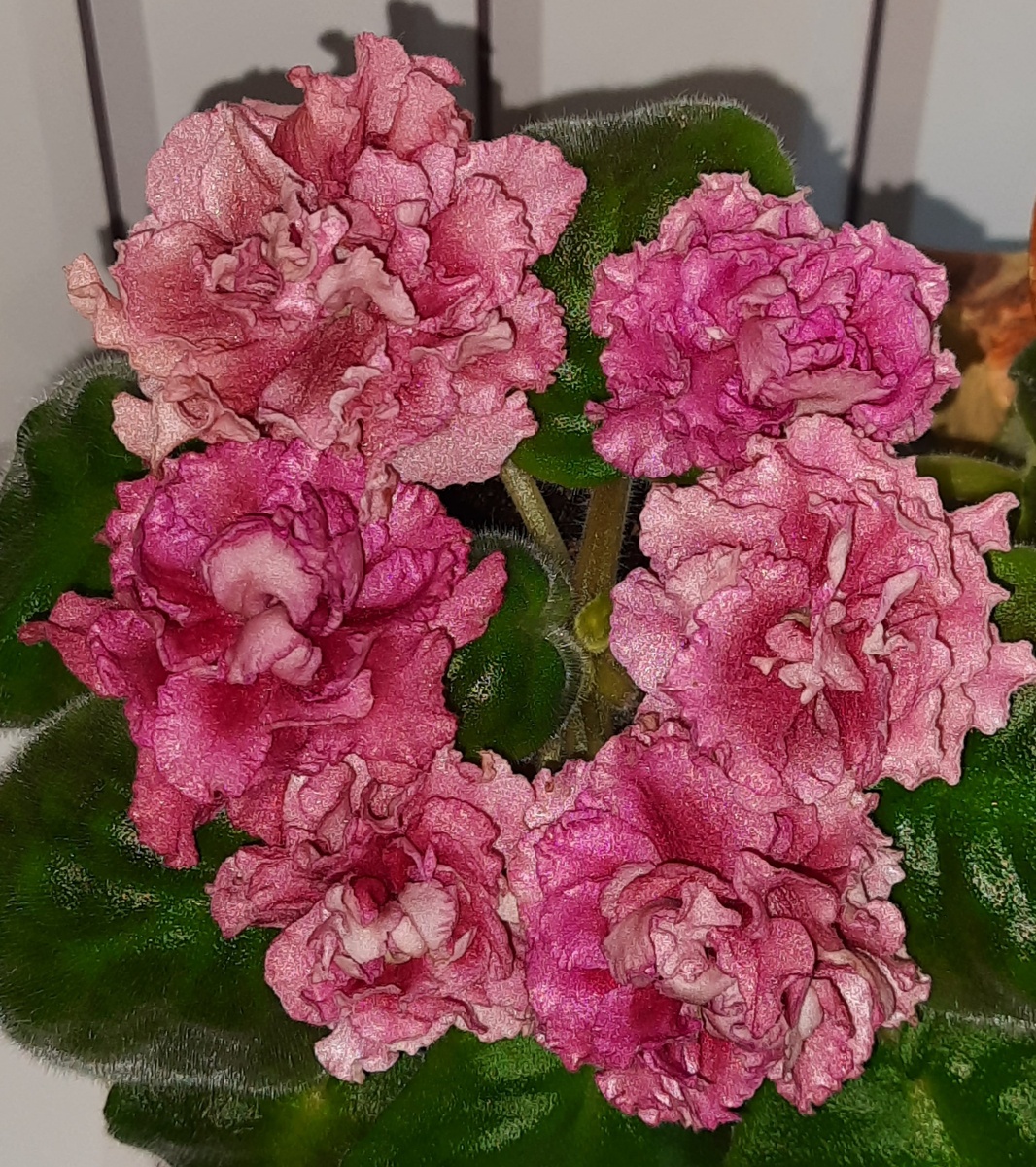 Фиалка ПТ - Вайкики