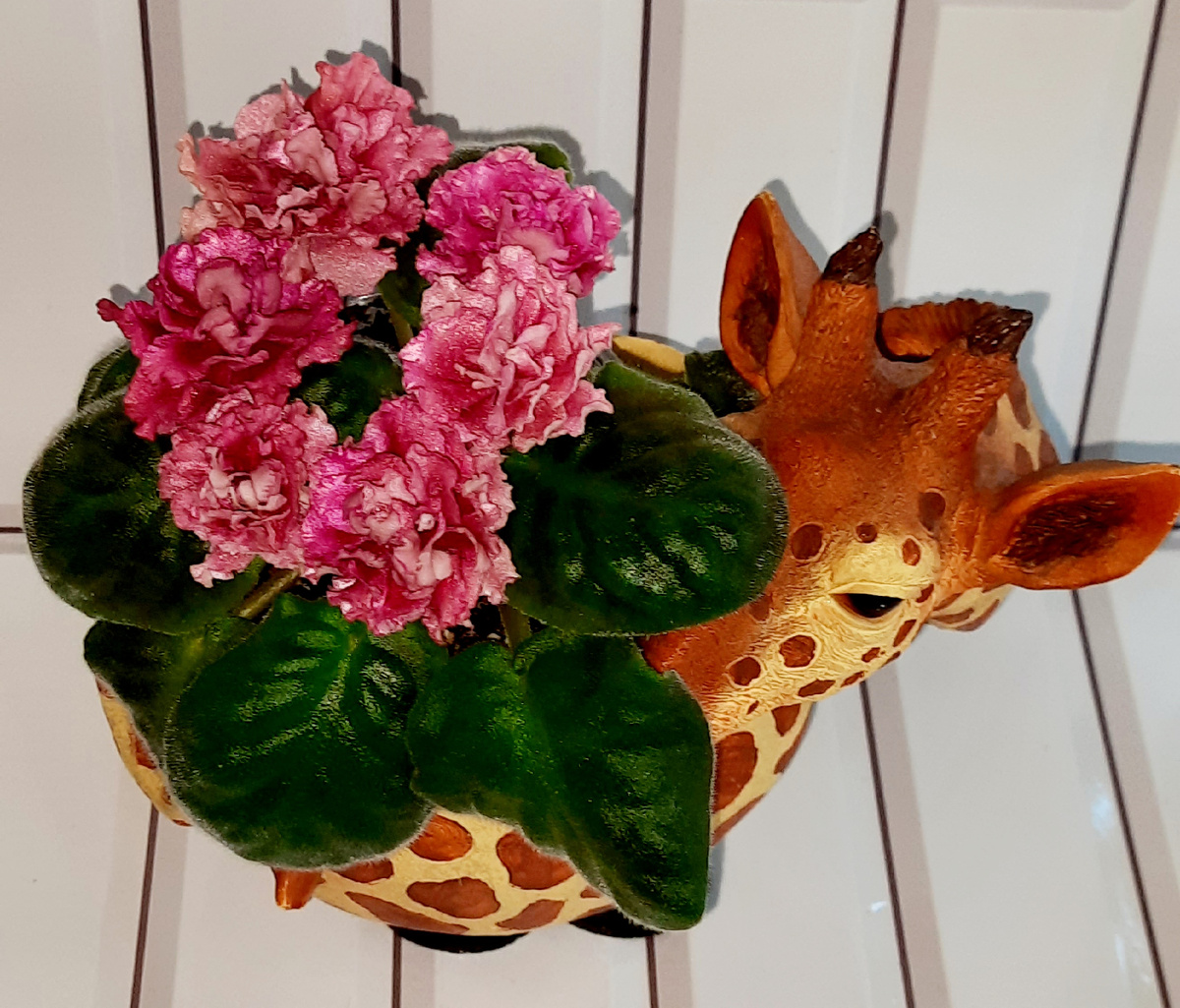 Фиалка ПТ - Вайкики