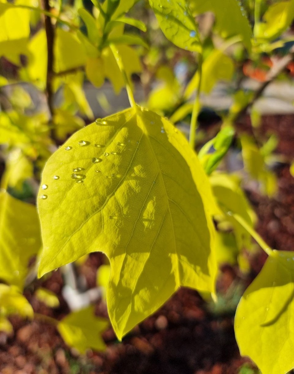 Liriodendron tulipifera 'Glen Gold' - ярко-желтые весенние листья.