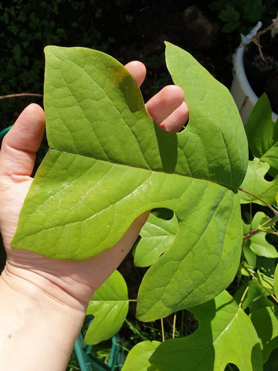 Лист лириодендрона, посаженного на даче в Подмосковье.