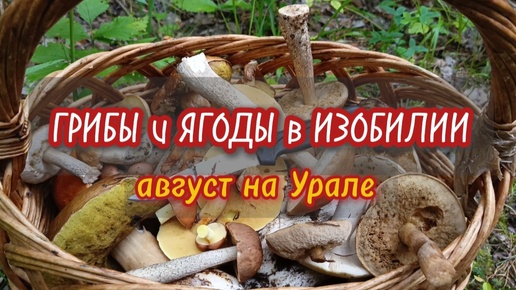 3 часа в Лесу = 10 видов Грибов + 4 вида Ягод! Дары уральской природы в августе! Неожиданные находки