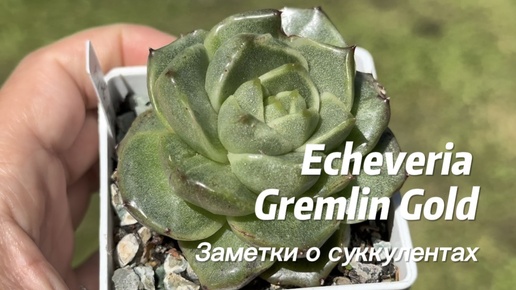 Эхеверия Gremlin Gold