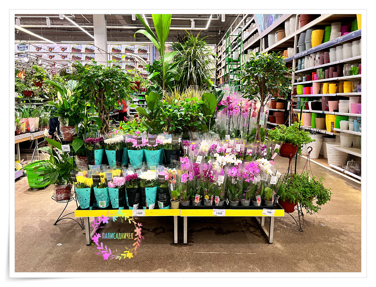 Не проходите мимо, как говорится. Листайте фотки вправо, потому что вы получите реальный кайф от их просмотра. Цветы в идеальном состоянии, в порядке, который и перфекционистам не снился, здоровые, счастливые, красивые. ⏩⏩