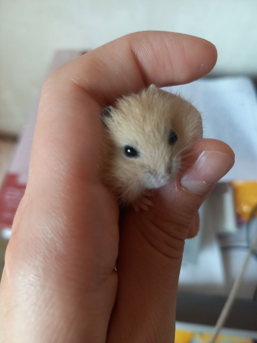 Мандариновый джунгарский хомяк