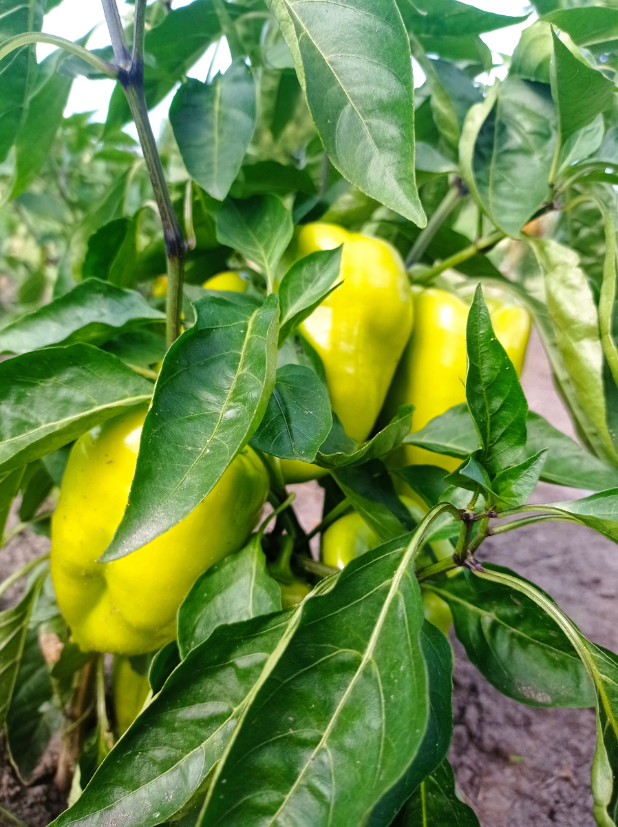 Героический перчик, невелик да щедр