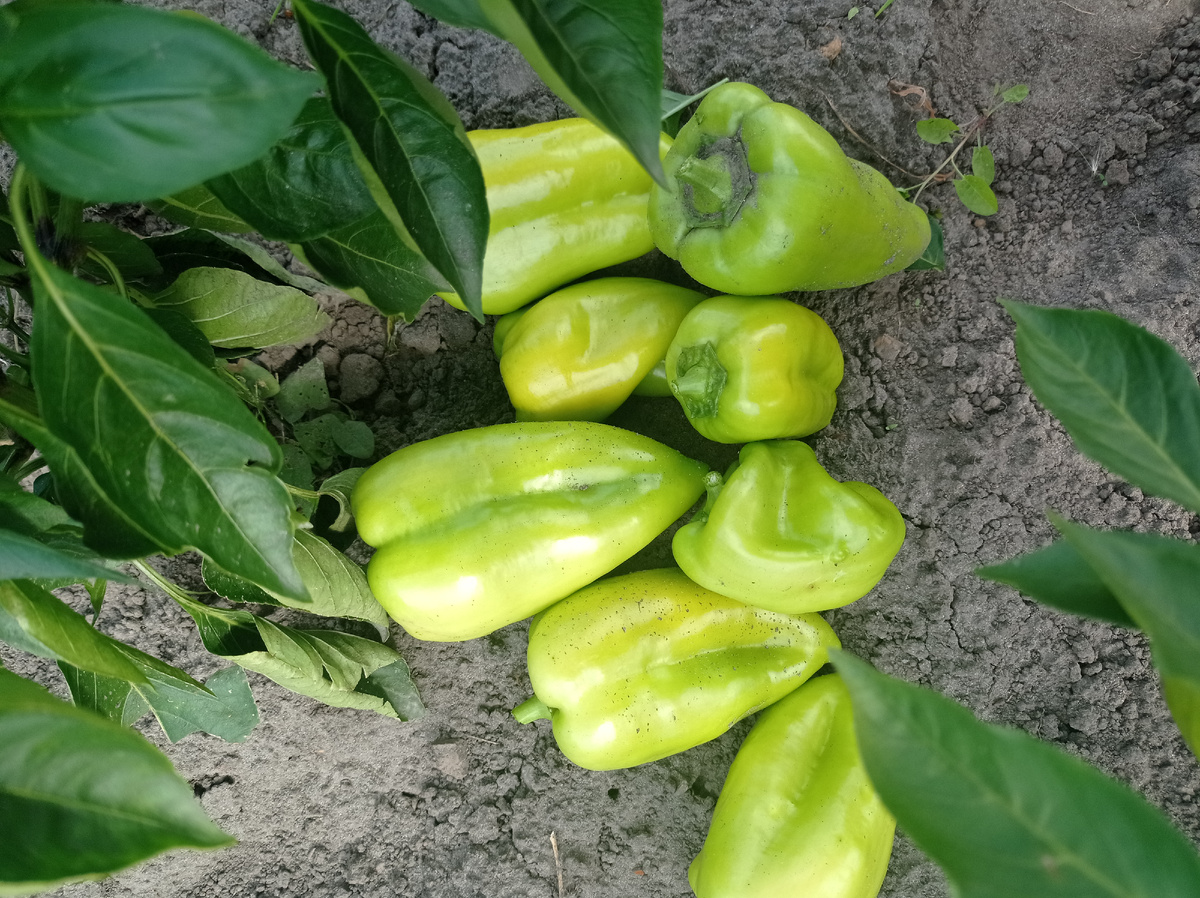 Урожай с одного кустика