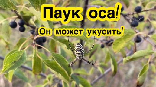 Осторожно, паук оса. Он очень красивый, но может укусить!