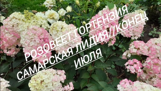 13. #Розовеет гортензия Самарская Лидия//Молодые саженцы гортензий// 30.08.24🌿🌱🌸