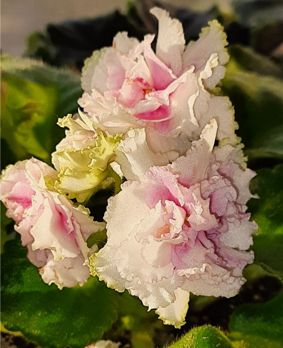 Фиалка АВ - Анна Павлова