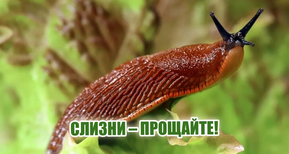 Ни одного слизня за 3 года: история моего триумфа над садовыми вредителями