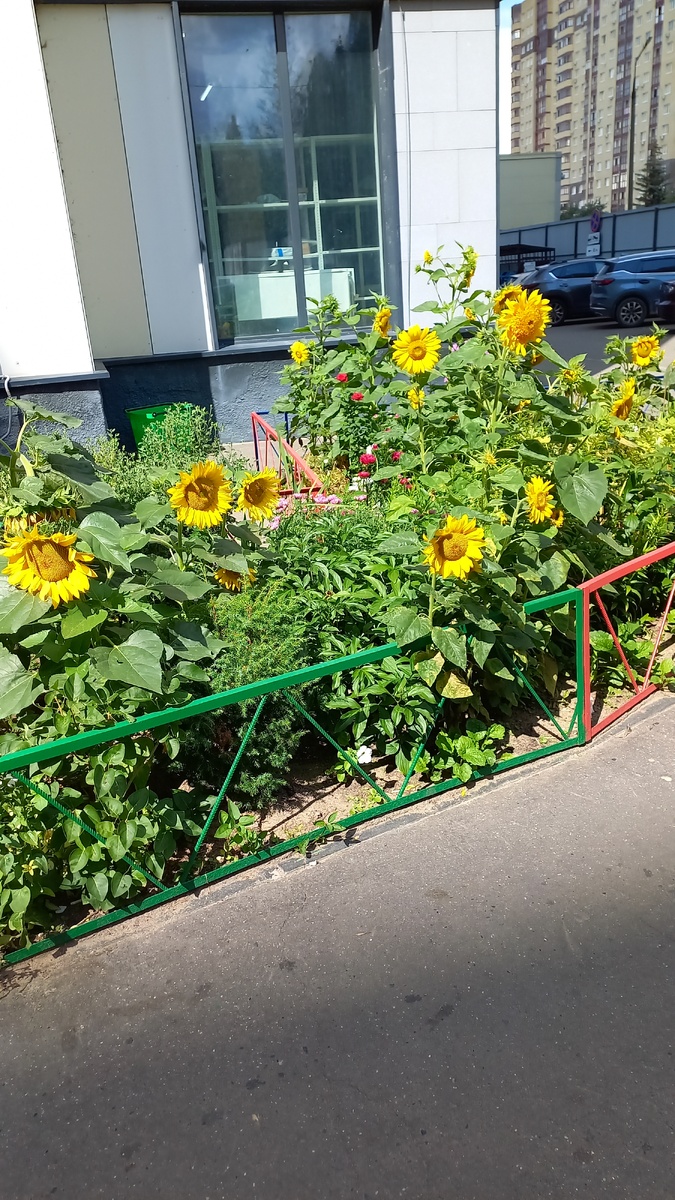 Каждый день меня радовали эти подсолнухи. Листайте