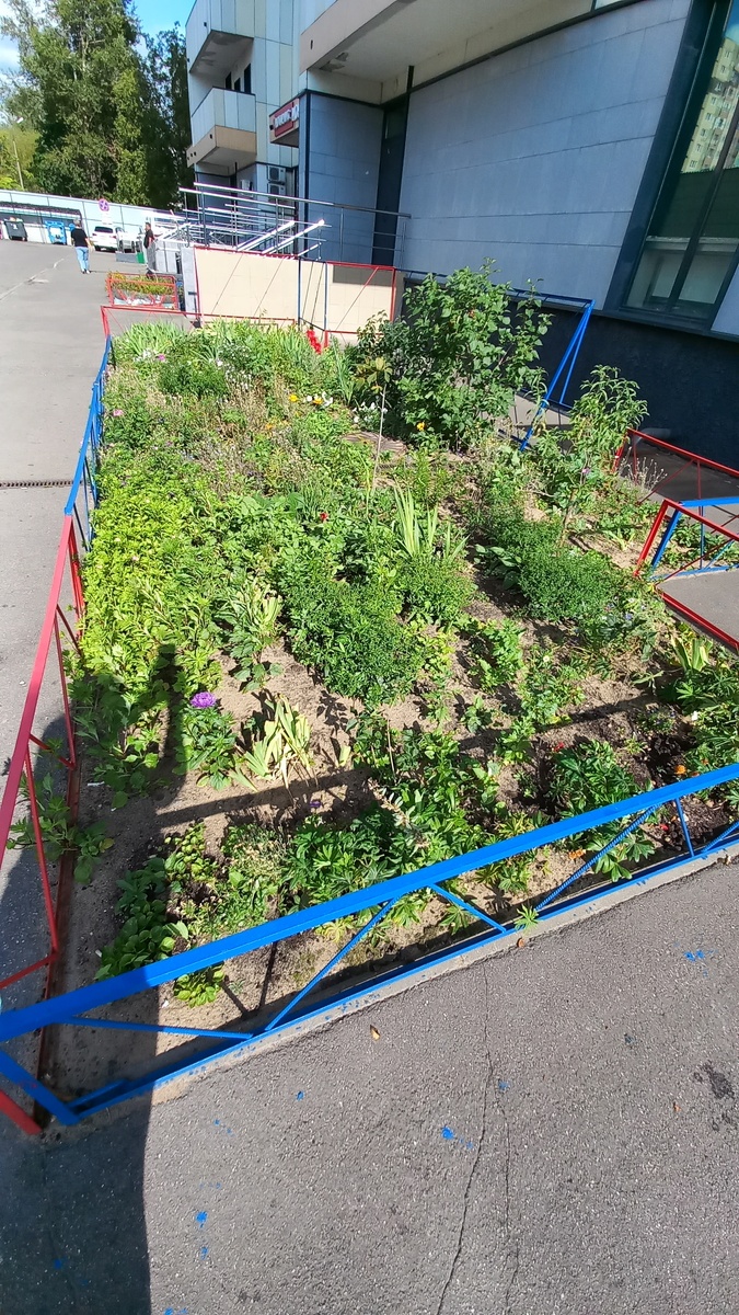 Как-то вечером наблюдала, как женщина полола эту клумбу