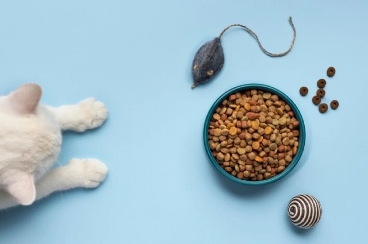    Новосибирск вошел в топ-5 городов по уровню продаж товаров для кошек