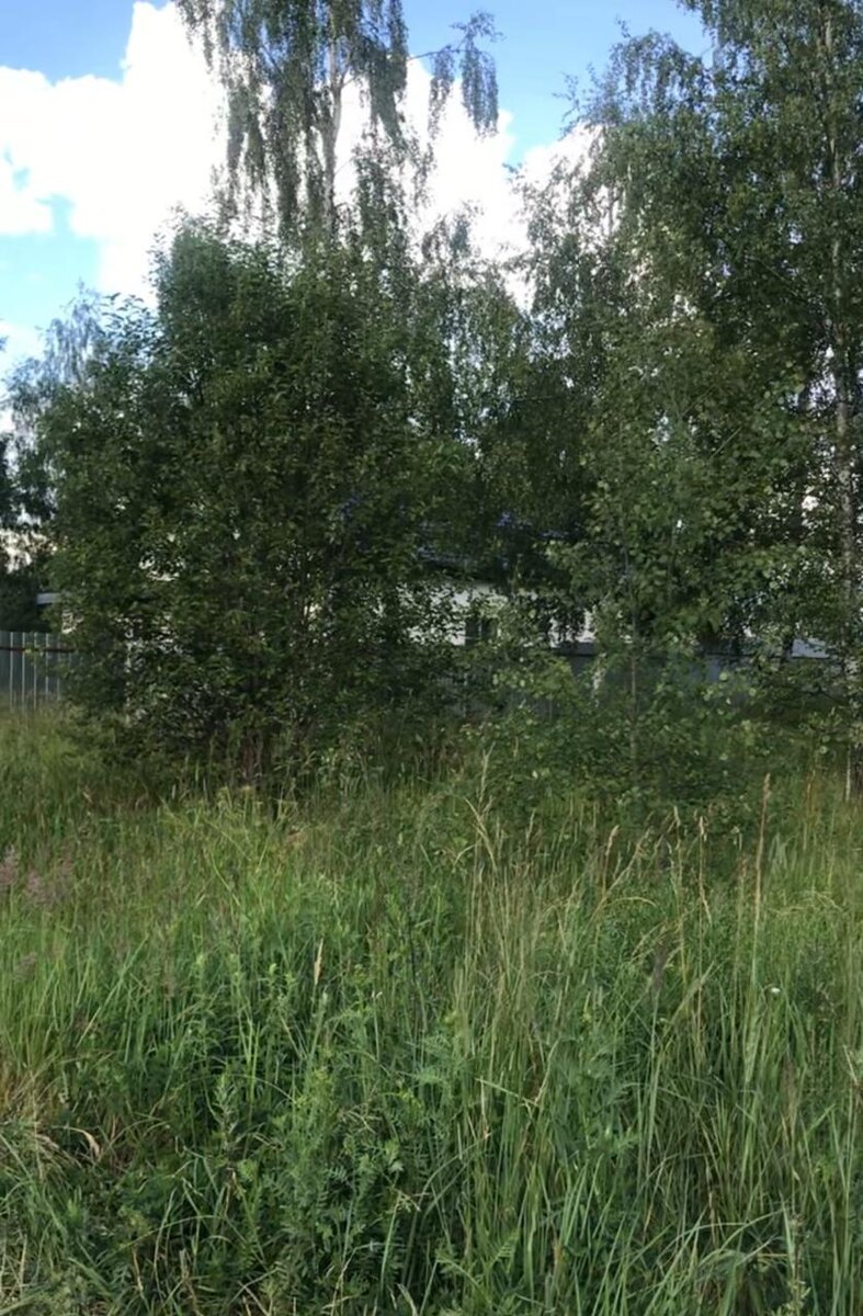 Деревья и кустарники  находились в окружении множества муравейников. Целое семейство белых грибов можно было собирать прямо на участке. Дикой земляникой усыпана треть участка. А щавель просто просился, чтобы им полакомились. 