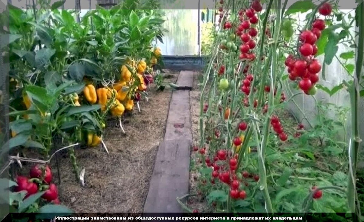 Срок посева семян перца для высадки в открытый грунт. Можно сажать помидоры после перцев. Мульчирование помидор в теплице. Огурцы и помидоры в одной теплице. Можно сажать помидоры после перцев.