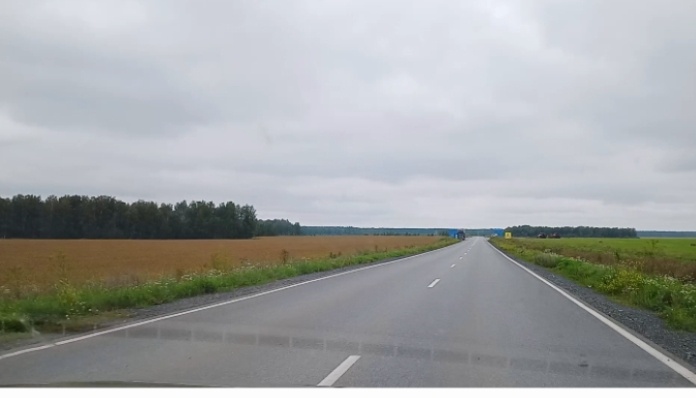 Дорога между полями. Справа зеленый ковер, слева золотистый. Фото автора.
