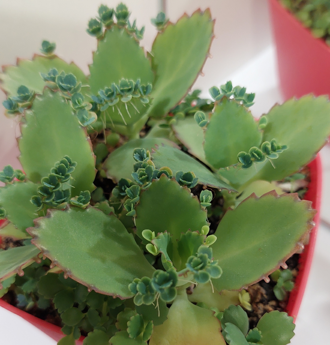 Kalanchoe laetivirens
