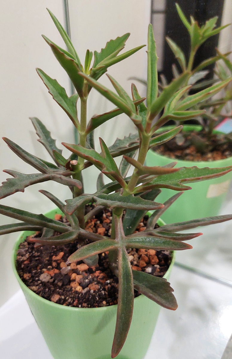 каланхоэ оленьи рожки Каланхоэ лациниата