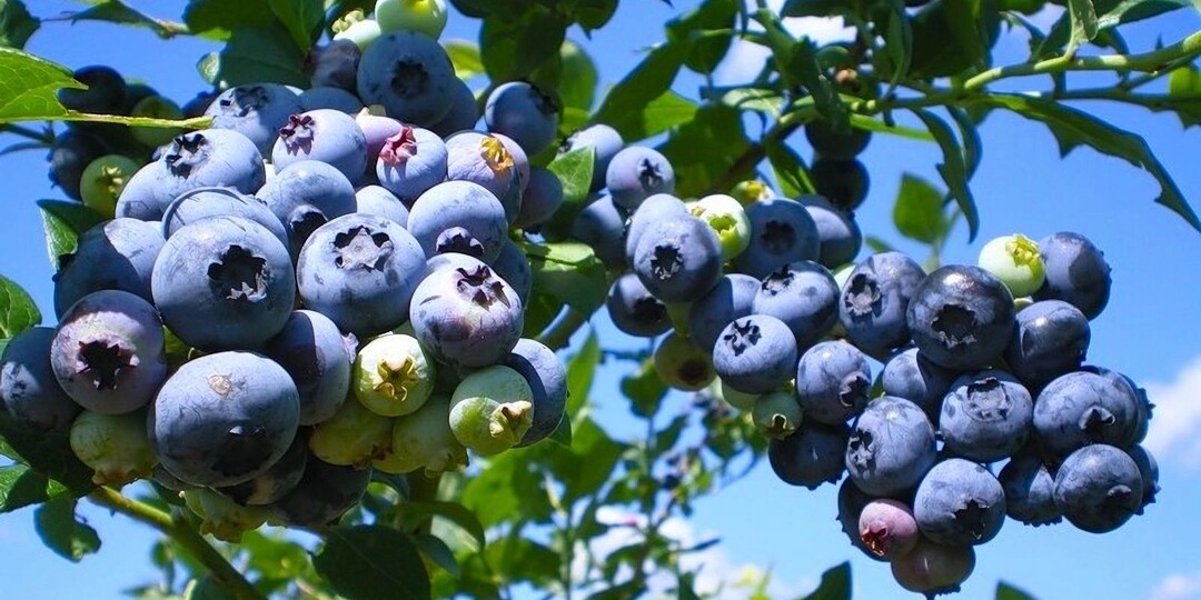 Болезни голубики: описание и варианты лечения