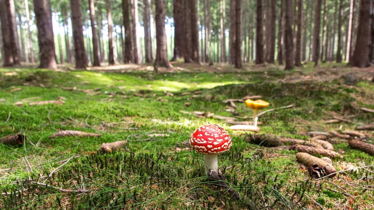     Источник: Photo by form PxHere