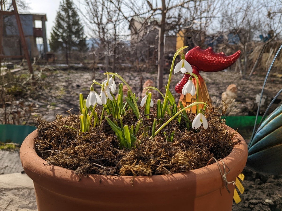 Апрель: цветут галантусы